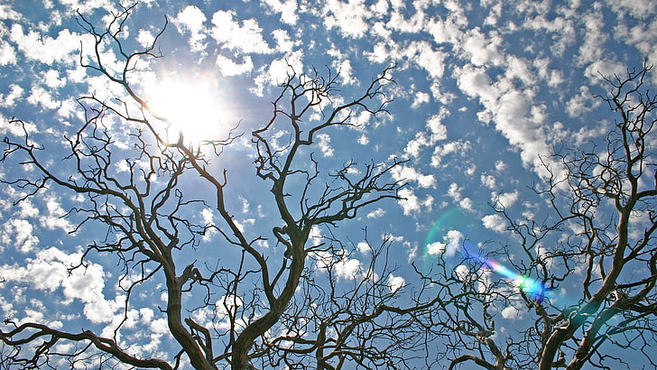 pohon telanjang, lanskap, skyscape, suar lensa, cabang, pohon mati, Wallpaper HD