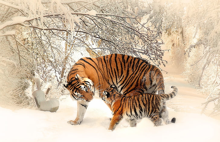 4K, Salju, Harimau, Anak harimau, Bayi harimau, Wallpaper HD