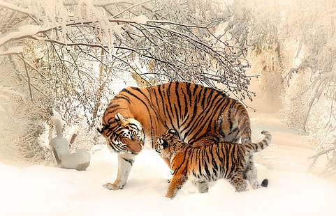 Tiger, Tiger cub, Baby tiger, Snow, 4K, HD wallpaper HD wallpaper
