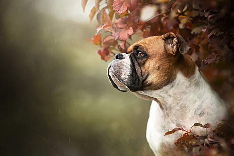 Cães, Boxer, Boxer (Cão), Cão, Animal de Estimação, HD papel de parede HD wallpaper