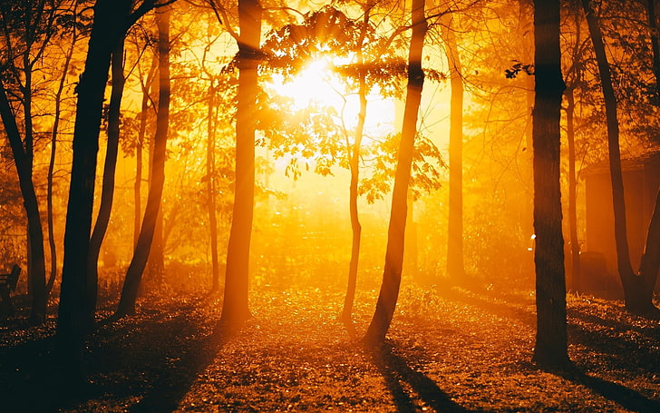 lumière du soleil, arbres, Golden Hour, silhouette, forêt, Fond d'écran HD