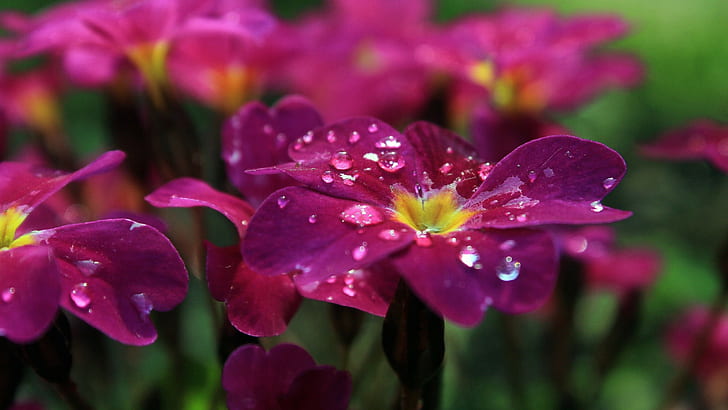 flowers, pink flowers, closeup, pansies, dew, water drops, HD wallpaper