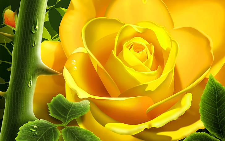 Yellow Bloom, żółta róża, żółty, kwiat, Tapety HD