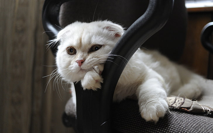 แมวขาวแมว, วอลล์เปเปอร์ HD