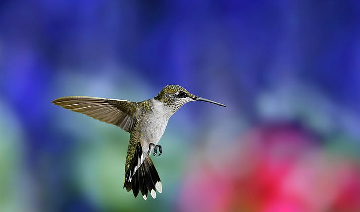 naturaleza, animales, pájaros, colibríes, Fondo de pantalla HD