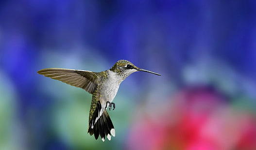 alam, hewan, burung, burung kolibri, Wallpaper HD HD wallpaper