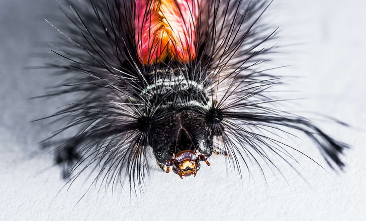 lagarta, de perto, peludo, inseto, espinhoso, assustador, HD papel de parede