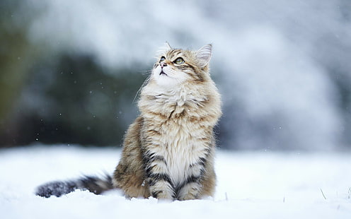 cat, snow backgrounds, eyes, fluffy, download 3840x2400 Cat, HD wallpaper HD wallpaper