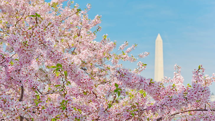Cherry Blossoms et le Washington Monument, printemps / été, Fond d'écran HD