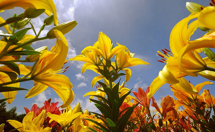 Yellow Lilies, yellow and red flowers, Seasons, Spring, Yellow, Lilies, HD wallpaper