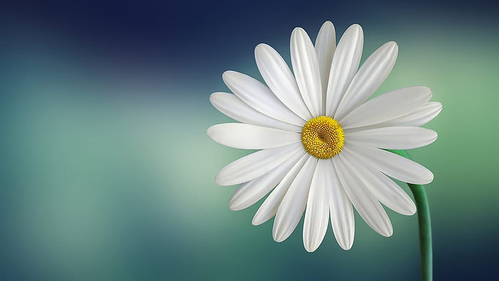 aster, minimalis, bunga, gradien, bunga putih, Wallpaper HD