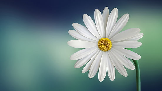 aster, minimalis, bunga, gradien, bunga putih, Wallpaper HD HD wallpaper