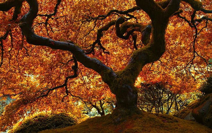 Японски дъб през есента, жълто листен клен, гора, природа, дървета, есен, HD тапет