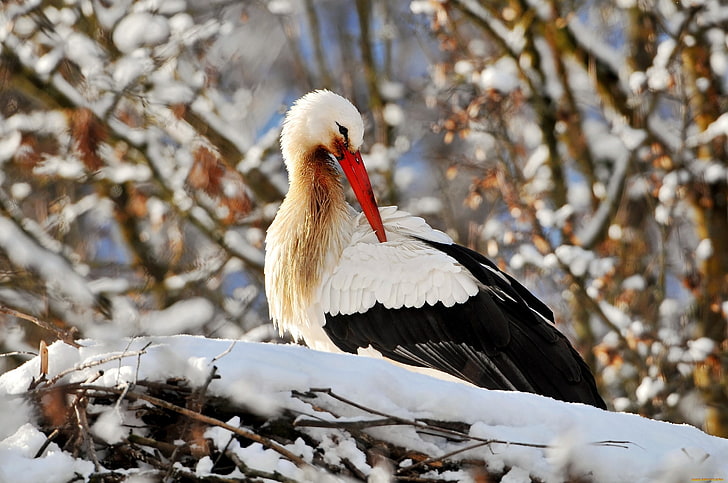 white stork, HD wallpaper