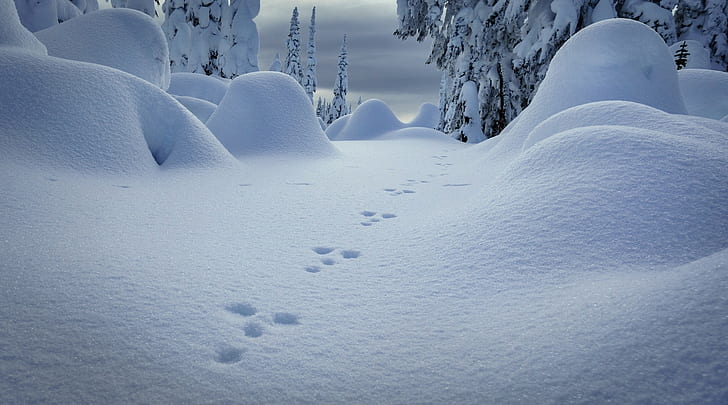 หิมะฤดูหนาวธรรมชาติ, วอลล์เปเปอร์ HD