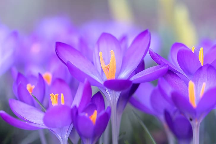 macro, spring, petals, Crocuses, Saffron, HD wallpaper