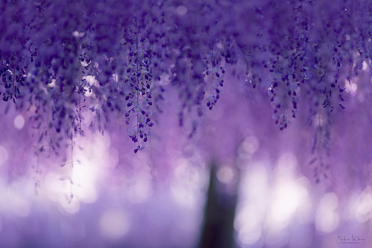 purple flowers in selective focus photography, macro, flowers, glare, blur, purple, lilac, bokeh, Wisteria, curtains spring, HD wallpaper