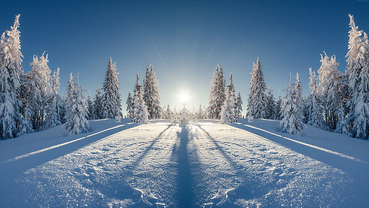 눈, 8k, 나무, 숲, 겨울, HD 배경 화면