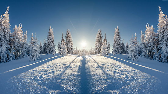 сняг, 8k, дърво, гора, зима, HD тапет HD wallpaper