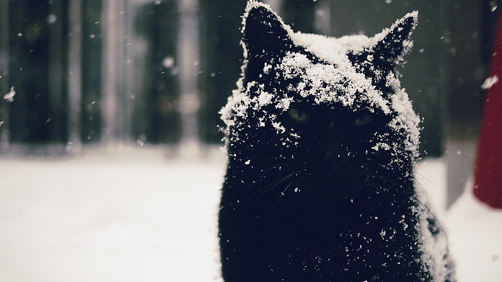 short-furred black cat, snow, snowdrops, cat, animals, HD wallpaper