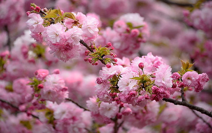 فرع وردي جميل ساكورا زهور الكرز اليابانية بلوم سبرينغ خلفيات أندرويد لسطح المكتب أو الهواتف المحمولة اللوحي 3840 × 2400، خلفية HD