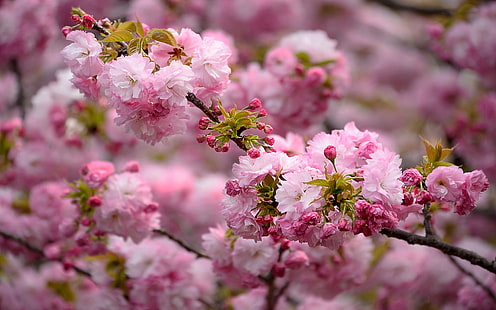 Beautiful Pink Branch Sakura Japanese Cherry Flowers Bloom Spring Android Wallpapers For Your Desktop Or Mobile Phones Tablet 3840×2400, HD wallpaper HD wallpaper