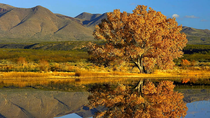 Riverbank-Baum-Reflexion, Berg, Reflexion, Gras, Fluss, Herbst, einzelner Baum, 3d und Zusammenfassung, HD-Hintergrundbild
