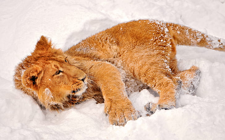 Лев играет в снегу, лев, снег, HD обои