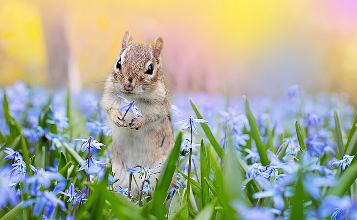 Squirrel, Scilla Flowers, Springtime, Seasons, Spring, Flowers, Squirrel, harmony, Cute, Springtime, Pick, meadows, Squill, Scilla, HD wallpaper