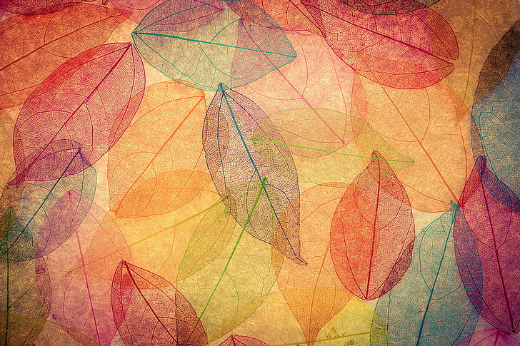 daun oranye, merah, dan biru mencetak tekstil, daun, latar belakang, berwarna-warni, abstrak, musim gugur, transparan, Wallpaper HD