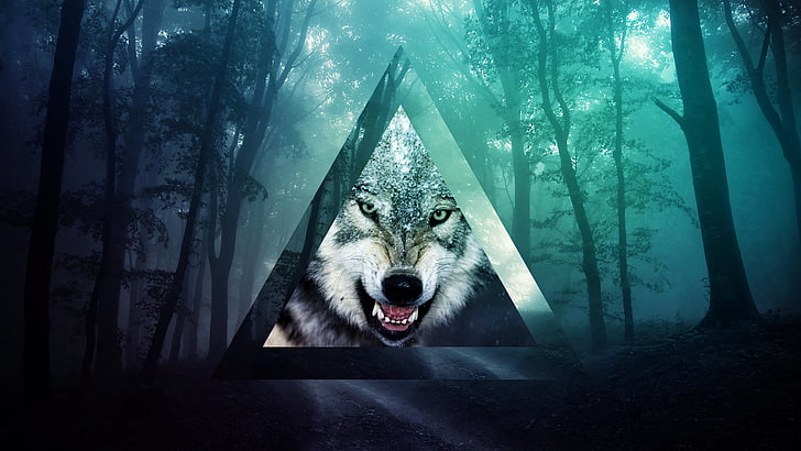 grey and white wolf illustration, triangle, wolf, forest, HD wallpaper