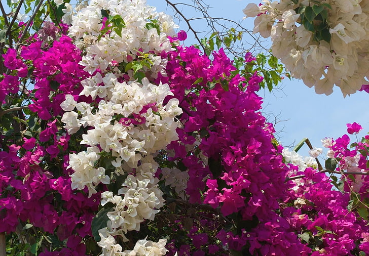 лилаво и бяло Bougainvillea цветя, bougainville, цъфтящи, двуцветни, храст, небе, HD тапет