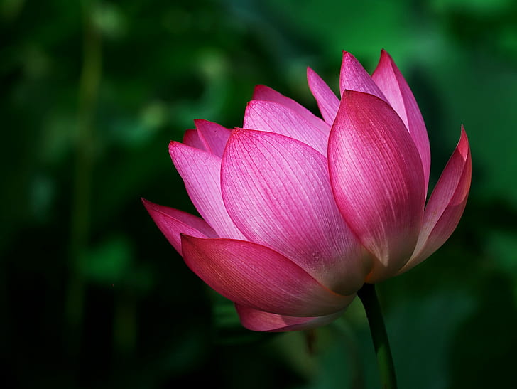 Fotografia makro różowego lotosu, natura, roślina, lotos Lilia wodna, płatek, kolor różowy, główka kwiatu, lilia wodna, kwiat, piękno natury, tulipan, staw, liść, lato, Tapety HD