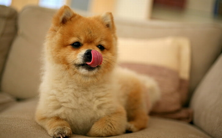 coklat anjing Pomeranian, anak anjing, jilat diri sendiri, moncong, kecil, Wallpaper HD