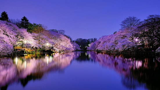 木、運河、夕暮れ、日本、大阪、桜、夜、春、川、反射、花、銀行、紫、水路、夜、空、水、自然、 HDデスクトップの壁紙 HD wallpaper