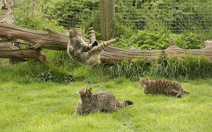 gatos calicó, hierba, juego, gato salvaje, kung fu, escocés, el gato montés escocés, Fondo de pantalla HD