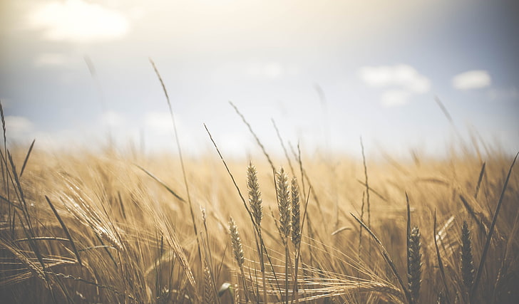 поле, глубина резкости, пшеница, HD обои