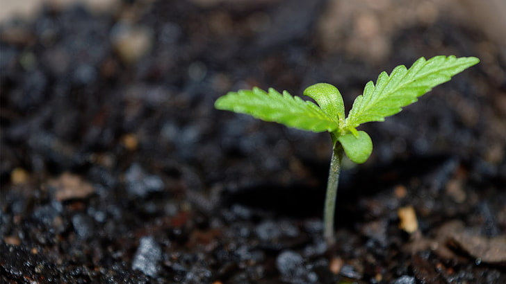 pianta a foglia verde, cannabis, verde, piante, macro, Sfondo HD