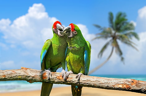 parrot 4k amazing  image, HD wallpaper HD wallpaper