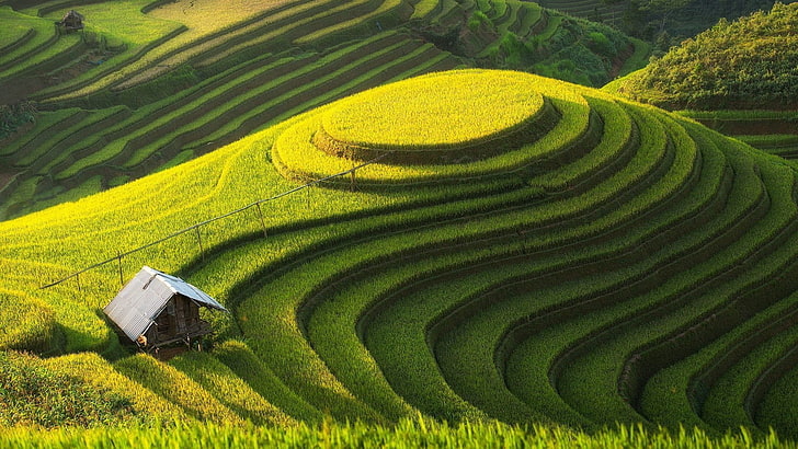campo, paisaje, arrozal, Fondo de pantalla HD