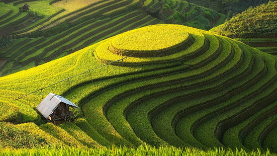 campo, paisaje, arrozal, Fondo de pantalla HD HD wallpaper