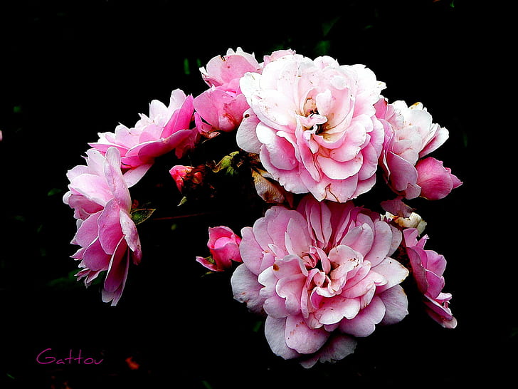pink petaled bunga, pink, bunga, Kualitas, Sekitarnya, KECANTIKAN, KAIN, Warna pink, alam, daun bunga, bunga, tanaman, kesegaran, Wallpaper HD
