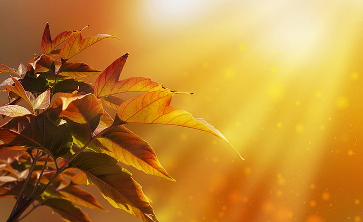 Autumn Magic, brown leafed plant, Seasons, Autumn, Leaves, Background, Plant, Maple, Natural, HD wallpaper