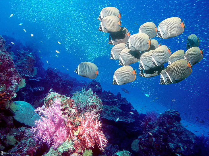 Ocean Sea Nature Underwater Tropical Reef Coral Desktop Photo, fishes, coral, desktop, nature, ocean, photo, reef, tropical, underwater, HD wallpaper
