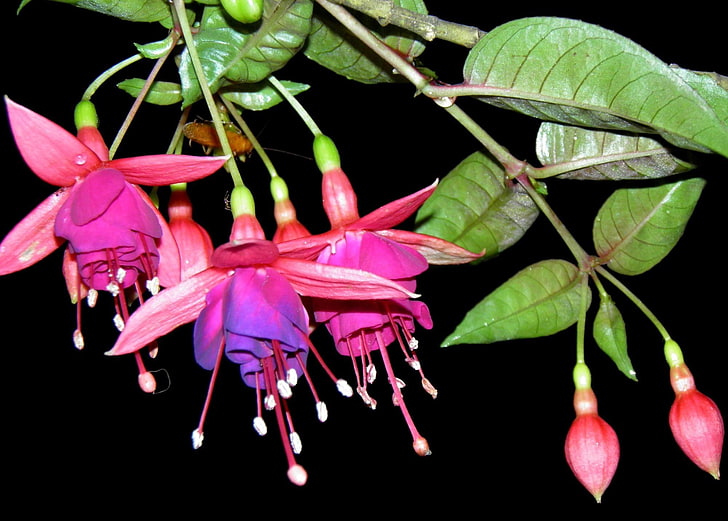 rosa Blüten, Fuchsie, Blume, Staubblatt, Nahaufnahme, schwarzer Hintergrund, HD-Hintergrundbild