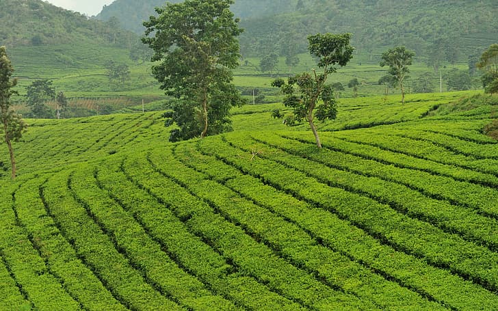 зелень, чай, остров, кусты, Ява, чайная плантация, чайная плантация, HD обои