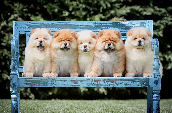 language, dogs, summer, bench, branches, nature, pose, Park, lawn, puppies, shop, puppy, fluffy, kids, company, friends, blue, a lot, five, sitting, hairy, Milota, cute, faces, brood, Chow, kindergarten, five puppies, boys, HD wallpaper