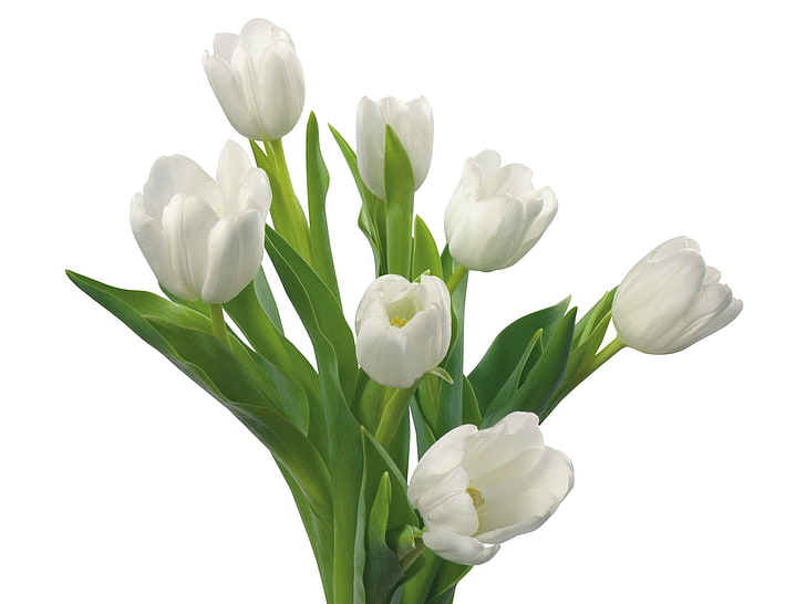 白いチューリップの花、チューリップ、白、花、花束、春、 HDデスクトップの壁紙