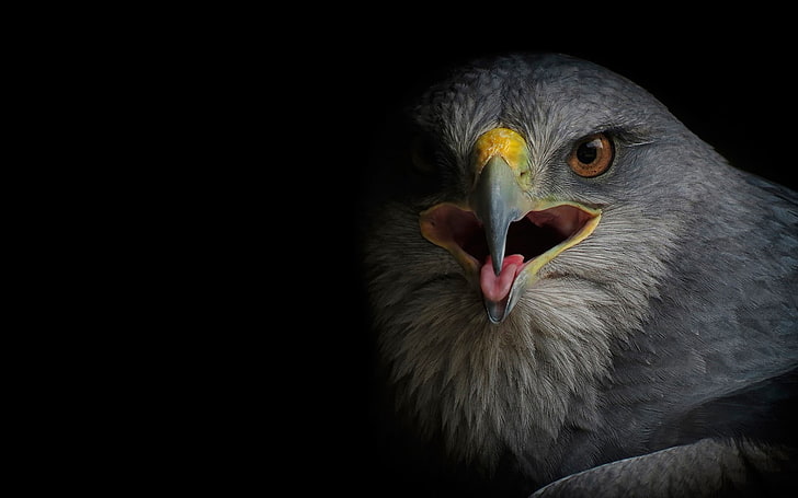 Vögel, Adler, Tiere, HD-Hintergrundbild