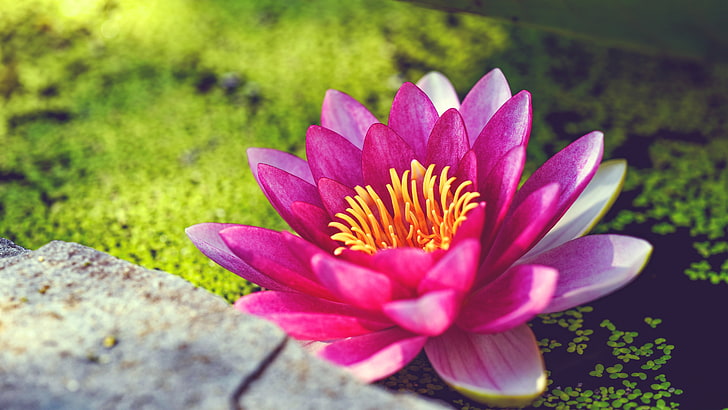 Pink, Fragrant, 5K, Water Lily, HD wallpaper